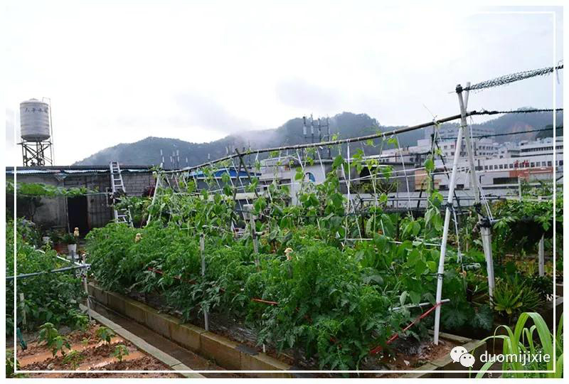 聽說了嗎，多米居然開始搞副業(yè)了？